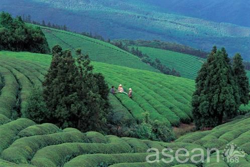 福泉山茶海