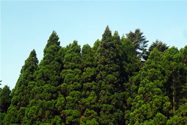 香山松涛