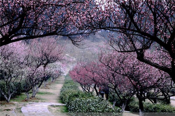 南京梅花山