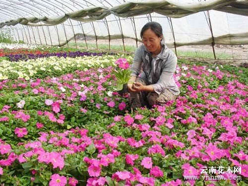 苗木花卉基地