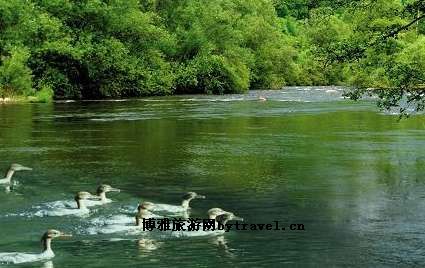 碧水中华秋沙鸭自然保护区