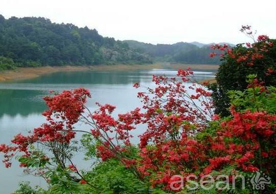 情染杜鹃景区