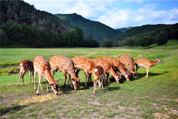 金山鹿苑