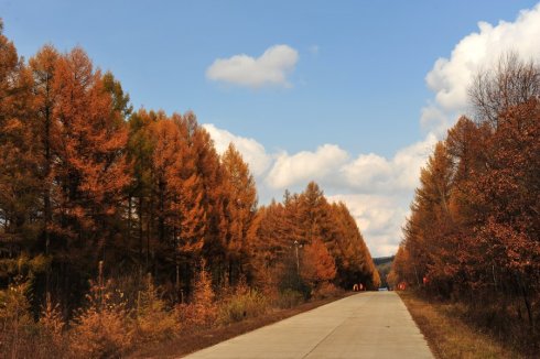 鹤北联营红松母树林