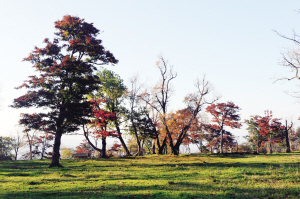 四方顶子高山植物园