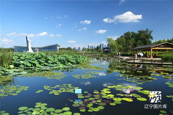 莲花湖湿地