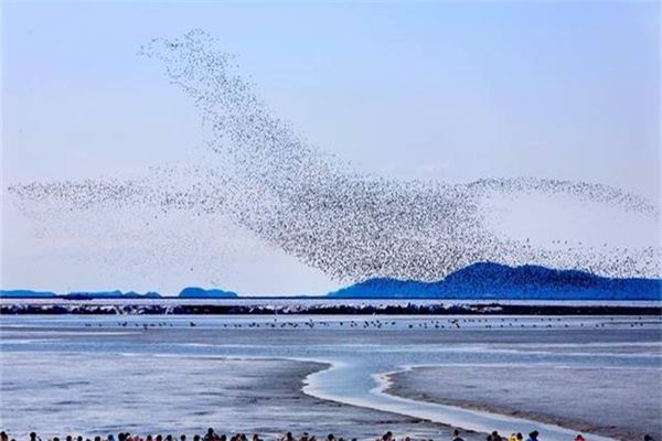 鸭绿江口滨海湿地