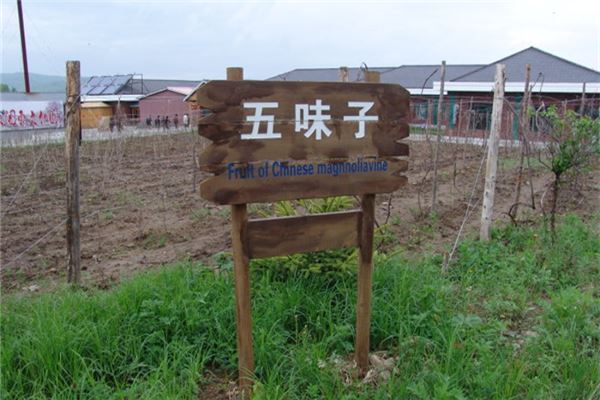 棵子沟长白山野生植物采摘园