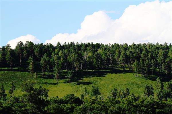 景观路原始森林风景区