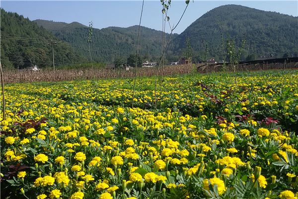 农业花卉基地