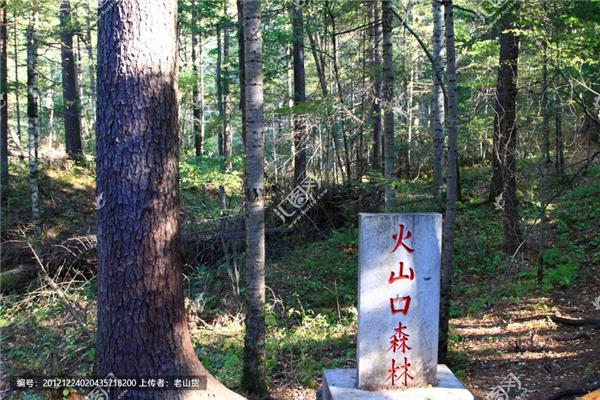 火山口森林