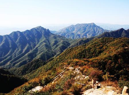 八仙山次生林