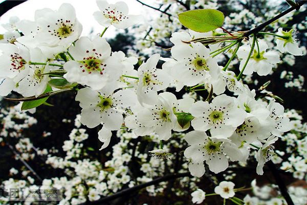 北京新概念梨花庄园