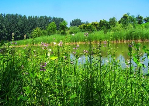 京东大芦荡