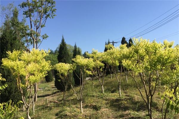 黄草湾郊野公园