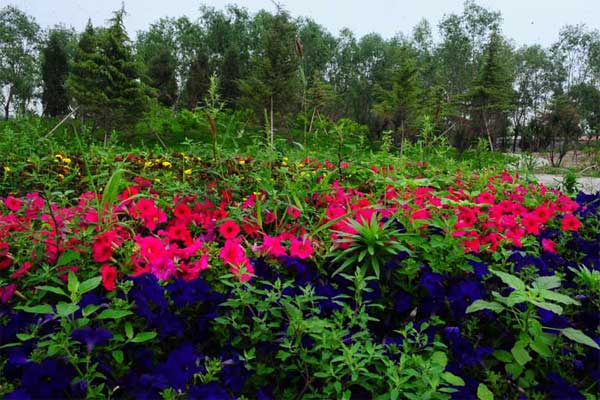 百花郊野公园