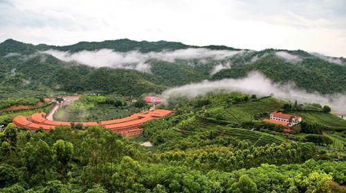 雁南飞茶田景区