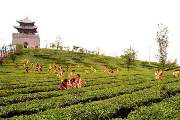 中华普洱茶博览苑