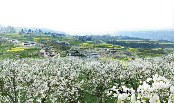 苍溪梨花节