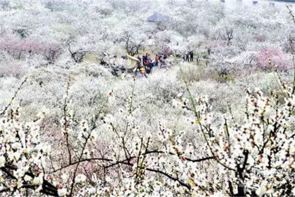 香雪梅海