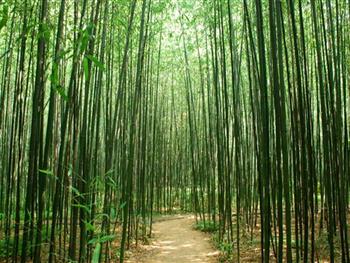 丛麻禅院