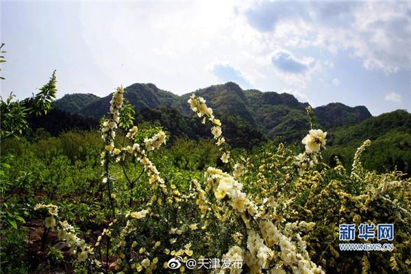 黄花山自然风光旅游区