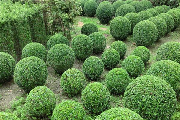 矮沙冬青植物园