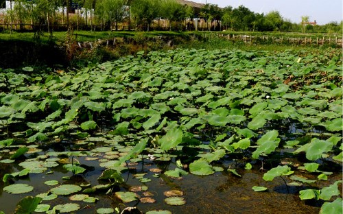 博湖县莲花湖