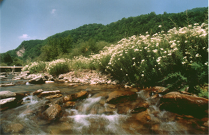 泾河源