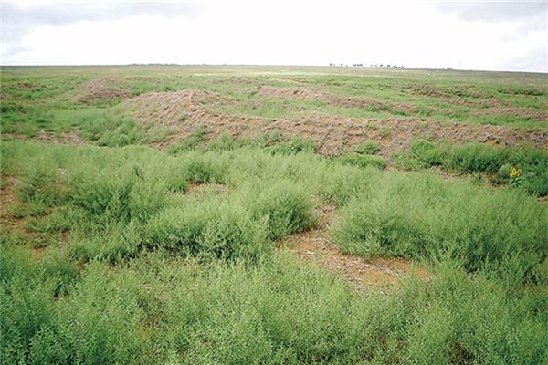 盐池沙地旱生灌木园