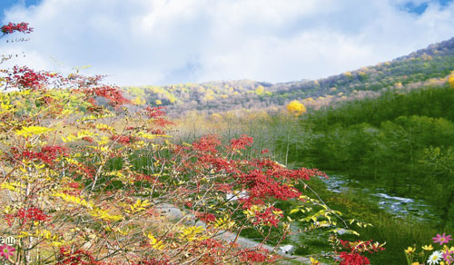 野花山