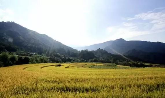 寨沟朱鹮野外放飞基地