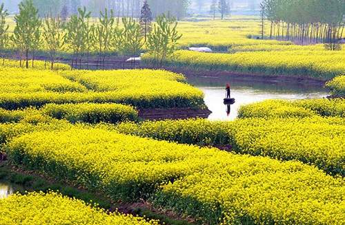 百万亩油菜花