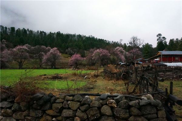 扎木镇岗村