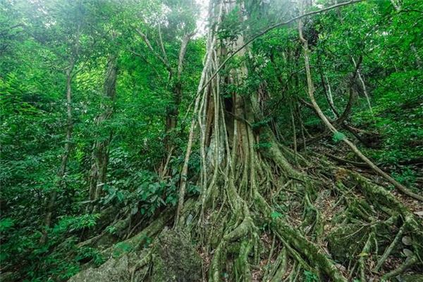 绿石林雨林公园