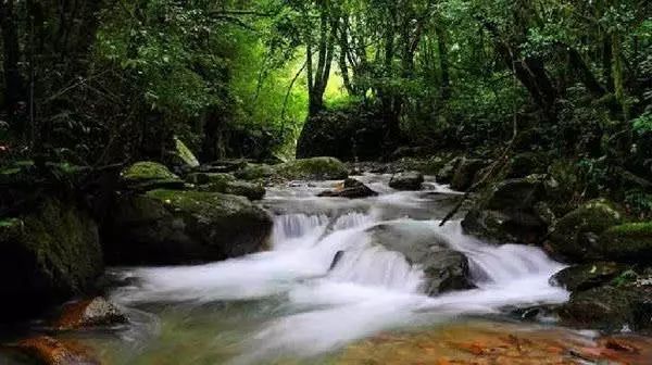 高黎贡山百花岭