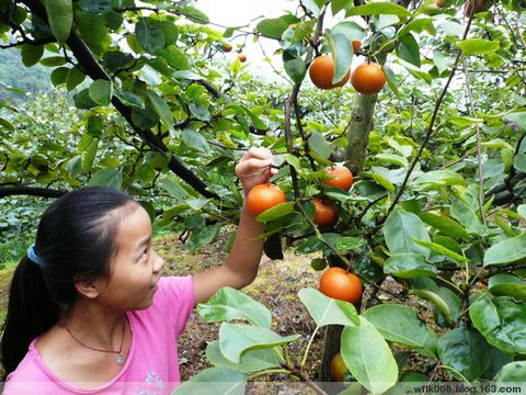 “金谷福梨”农业观光园