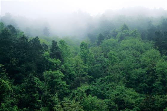 朱家山原始森林