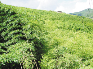 三道沟万亩竹海