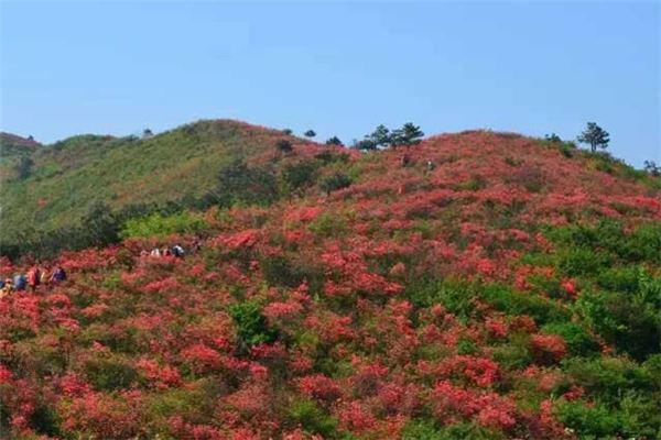 火铺杜鹃林景区