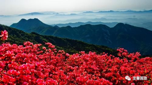 大山杜鹃花海