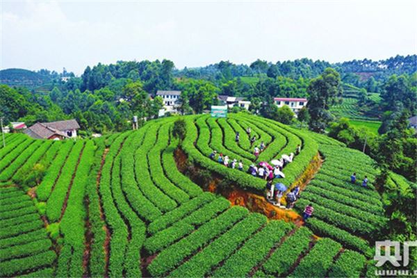 茉莉花基地