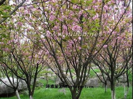 寻龙山桃花