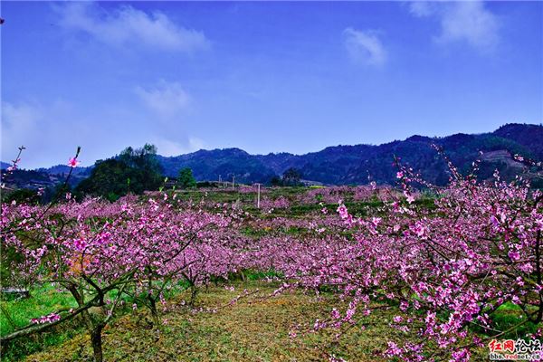 广汉松林桃花