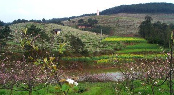 永川黄瓜山百里果乡