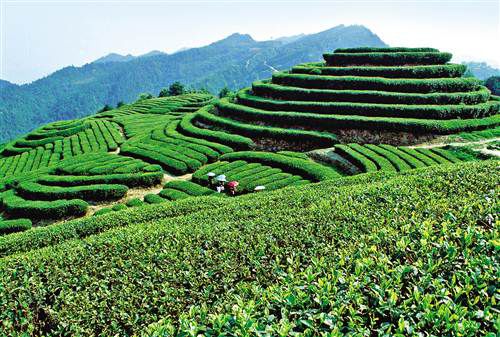 东印茶山风景区