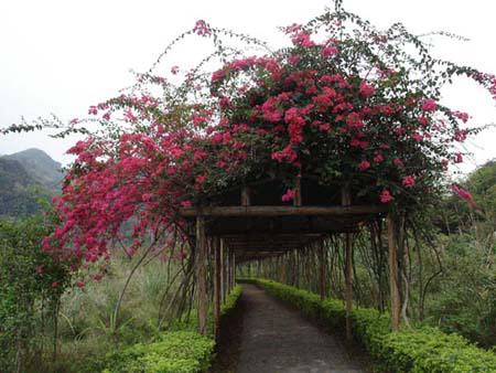 杜鹃花生态观赏园