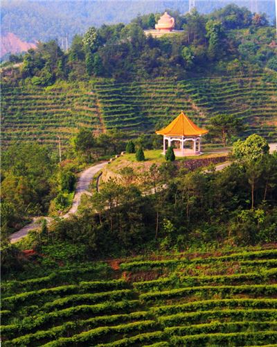 黄蜂窝茶山旅游区