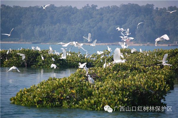 湛江红树林自然保护区