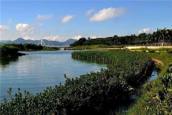 福田红树林湿地